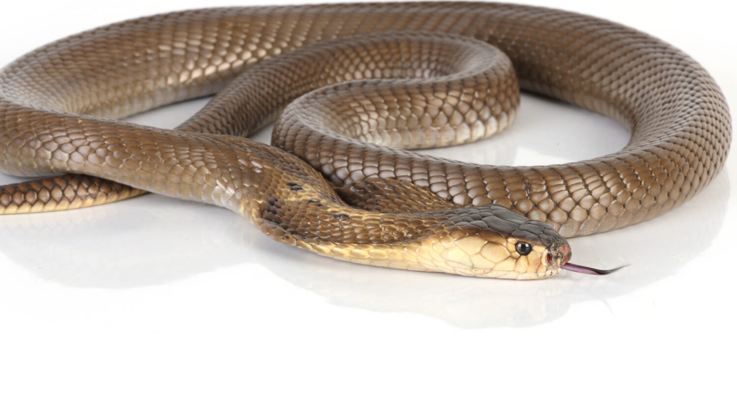 L'immagine di un cobra reale, uno dei serpenti più velenosi del mondo, pronto a colpire.