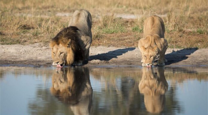 Leone e leonessa che bevono all'abbeveratoio