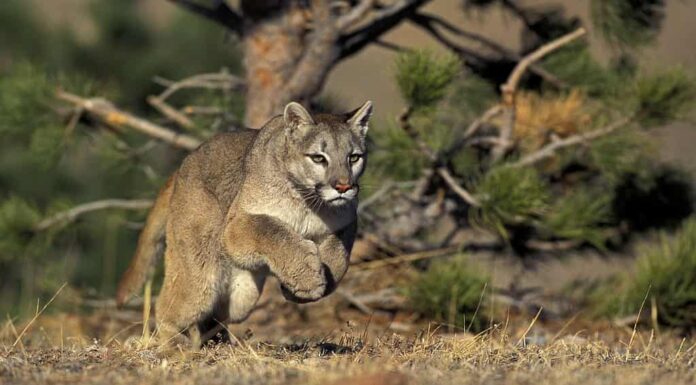 I leoni di montagna possono raggiungere i 50 mph in brevi raffiche.