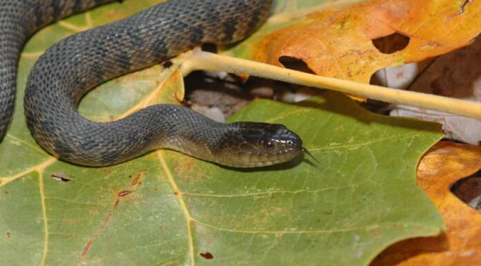 Il Mississippi Green Watersnake è una specie minacciata in gran parte del suo areale naturale.