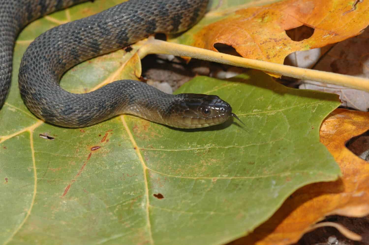 Il Mississippi Green Watersnake è una specie minacciata in gran parte del suo areale naturale.