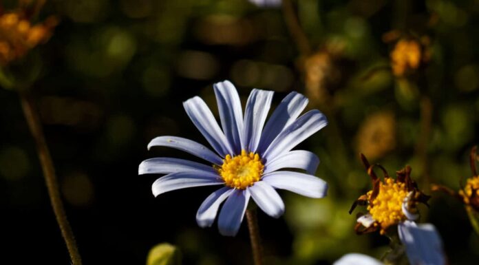 Felicia amelloides, il cespuglio di margherita blu o felicia blu, è una pianta pelosa, morbida, solitamente perenne, sempreverde, della famiglia delle Asteraceae.  Si trova lungo la costa meridionale del Sudafrica.