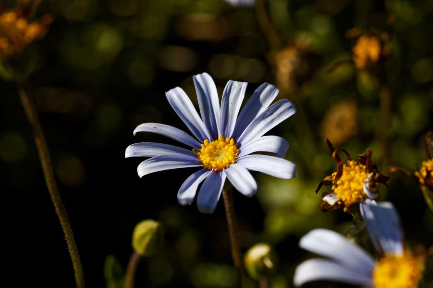 Felicia amelloides, il cespuglio di margherita blu o felicia blu, è una pianta pelosa, morbida, solitamente perenne, sempreverde, della famiglia delle Asteraceae.  Si trova lungo la costa meridionale del Sudafrica.