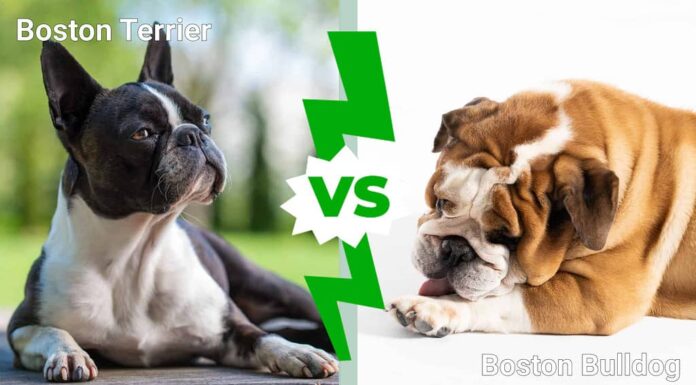 Boston Terrier contro Boston Bulldog: quali sono le principali differenze?
