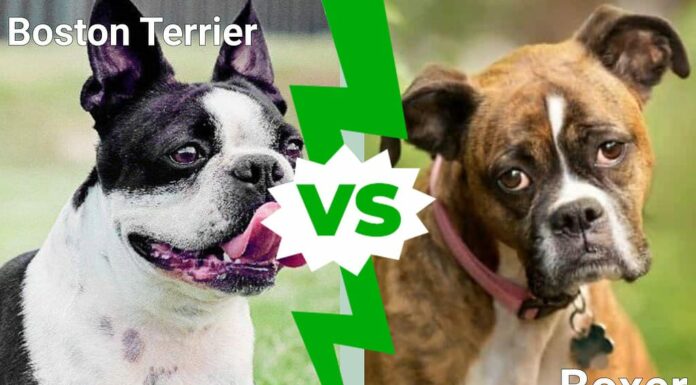 Boston Terrier vs. Boxer: spiegate le 3 principali differenze
