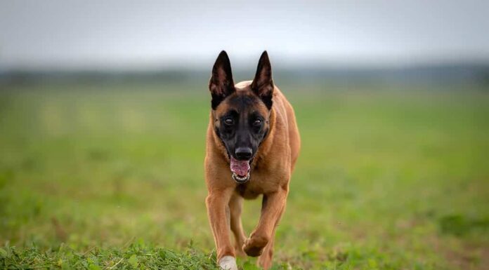 Cane da pastore belga malinois con zampa fasciata che attraversa il prato verde