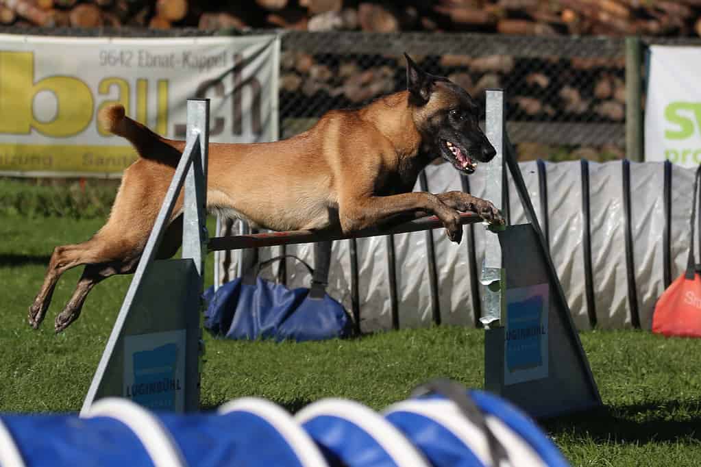 Un Malinois belga durante l'allenamento di agilità.