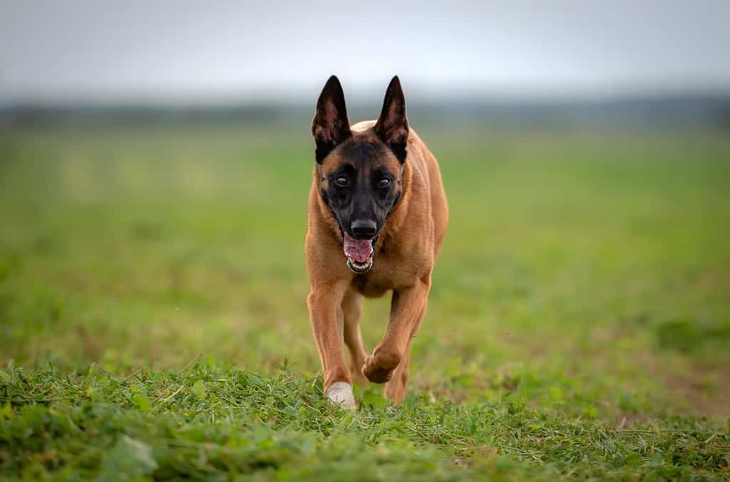 Cane da pastore belga malinois con zampa fasciata che attraversa il prato verde