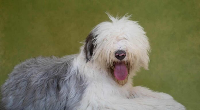 Servizio fotografico di un cane Old English Sheepdog (Bobtail) su uno sfondo verde