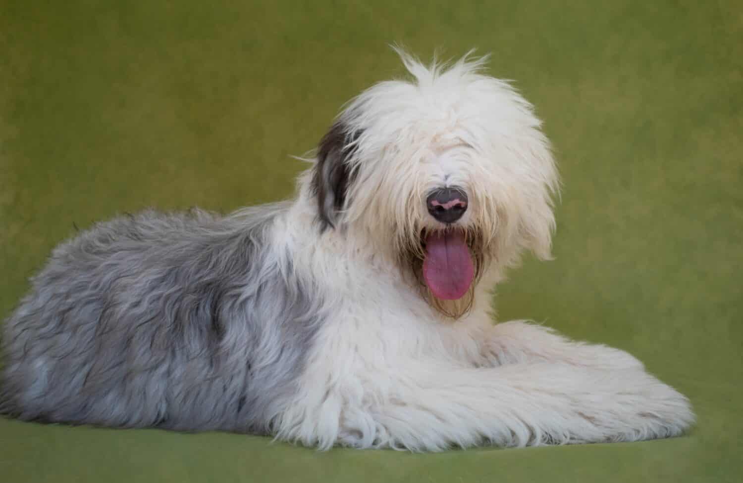 Servizio fotografico di un cane Old English Sheepdog (Bobtail) su uno sfondo verde