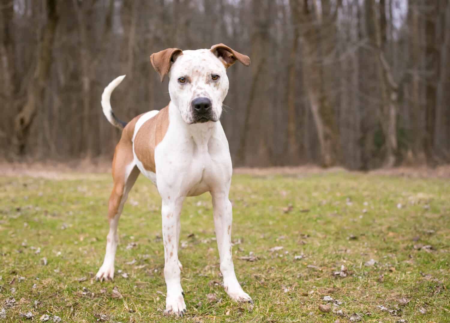 Un cane di razza mista Catahoula Leopard Dog x Pit Bull Terrier con lentiggini sul viso e orecchie flosce in piedi all'aperto