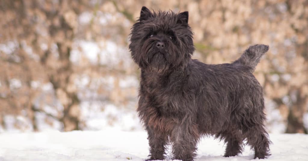 Cairn Terrier in piedi nella neve