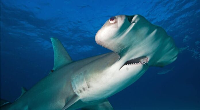 Gli occhi di Great Hammerhead Sharks si trovano sul bordo delle loro teste a forma di martello, hanno una vista eccellente e una visione a 360 di ciò che li circonda, rendendoli abili cacciatori.