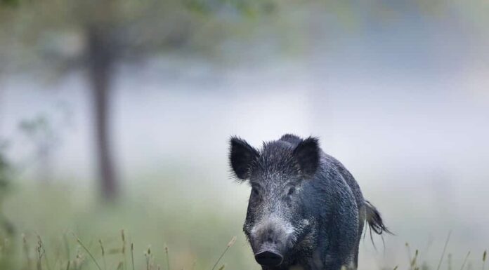 Cinghiale (sus scrofa ferus) che cammina nella foresta in mattinata nebbiosa e guarda la macchina fotografica.  Fauna selvatica nell'habitat naturale