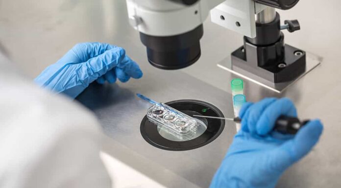 Il tecnico in guanti blu controlla il controllo del processo di fecondazione in vitro utilizzando un microscopio.  Avvicinamento.  Orizzontale.