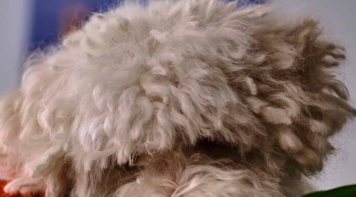 Il ritratto del triste Bichon Frise che guarda in basso