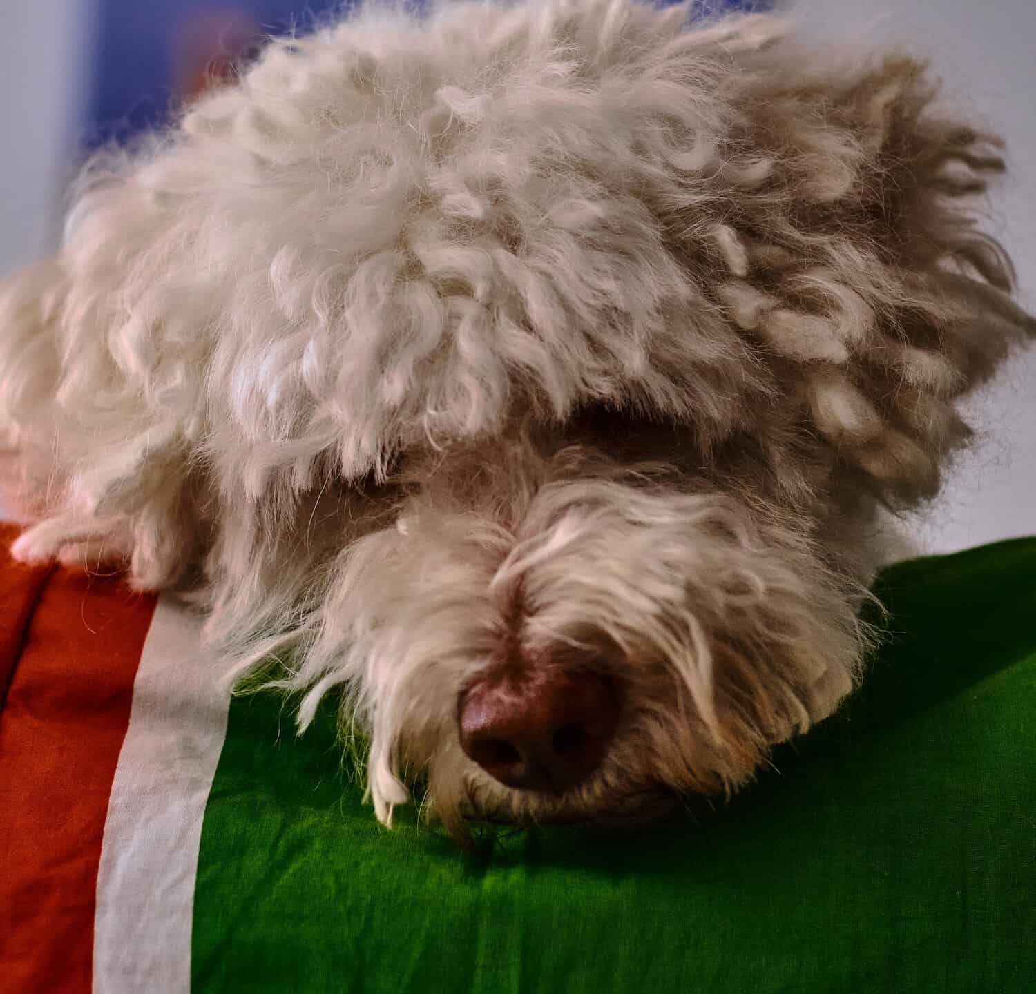 Il ritratto del triste Bichon Frise che guarda in basso