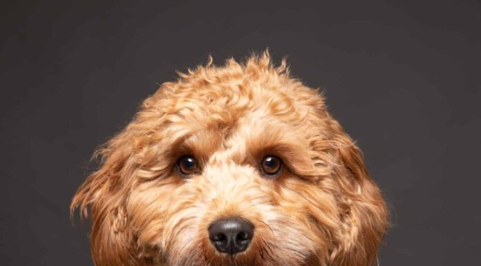 Cane Cavapoo che guarda dritto alla telecamera su uno sfondo grigio chiaro.