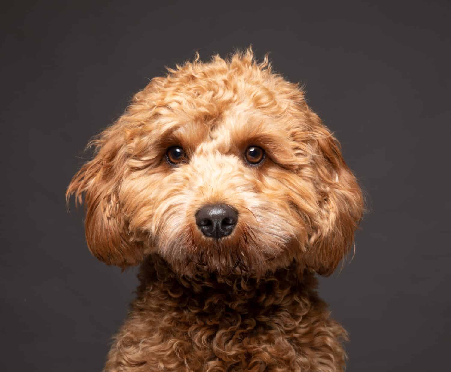 Cane Cavapoo che guarda dritto alla telecamera su uno sfondo grigio chiaro.