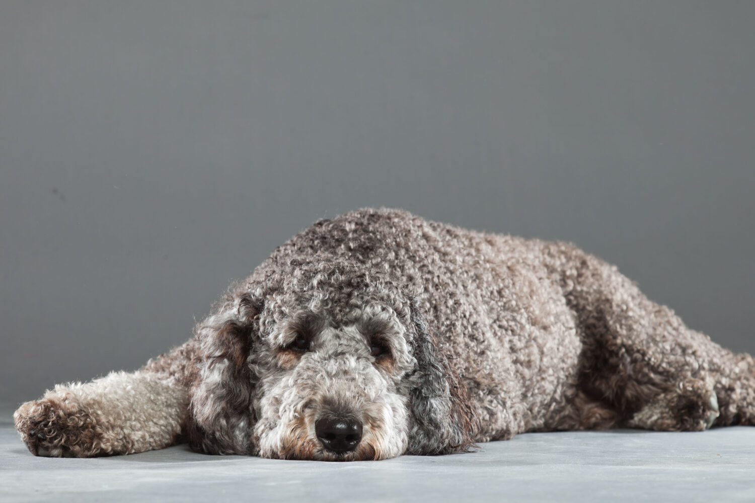 Labradoodle grigio isolato su sfondo grigio.  Girato in studio.