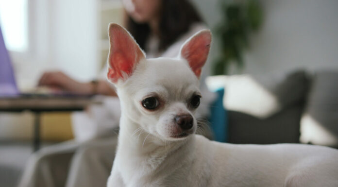 Riprese ravvicinate di piccoli cuccioli.  Chihuahua dolce bianco.  Cane compatto.  Al chiuso.  Appartamento.  Animale domestico fantastico.  Vista offuscata della donna in background