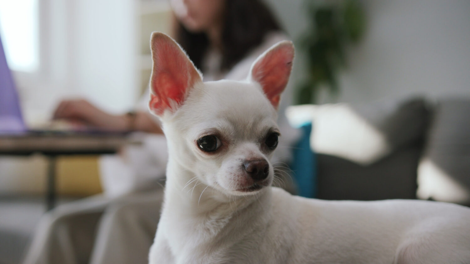 Riprese ravvicinate di piccoli cuccioli.  Chihuahua dolce bianco.  Cane compatto.  Al chiuso.  Appartamento.  Animale domestico fantastico.  Vista offuscata della donna in background