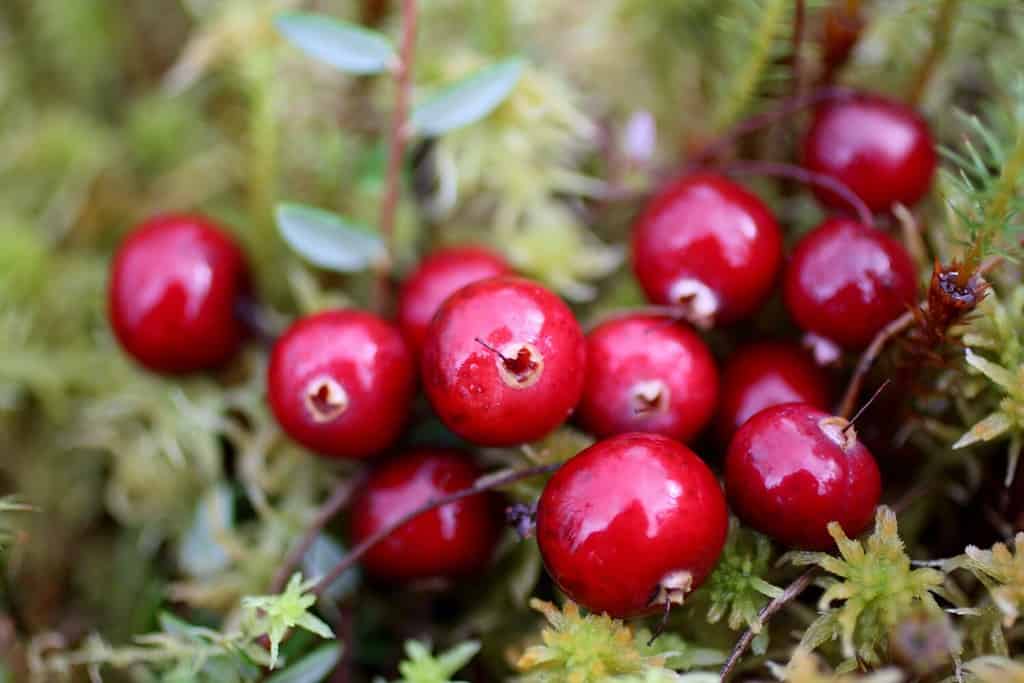 Mirtillo selvatico.  Il mazzo di bacche rosse di mirtilli in autunno nella palude.  Bacche di bosco nell'ambiente naturale.  Foto a macroistruzione.
