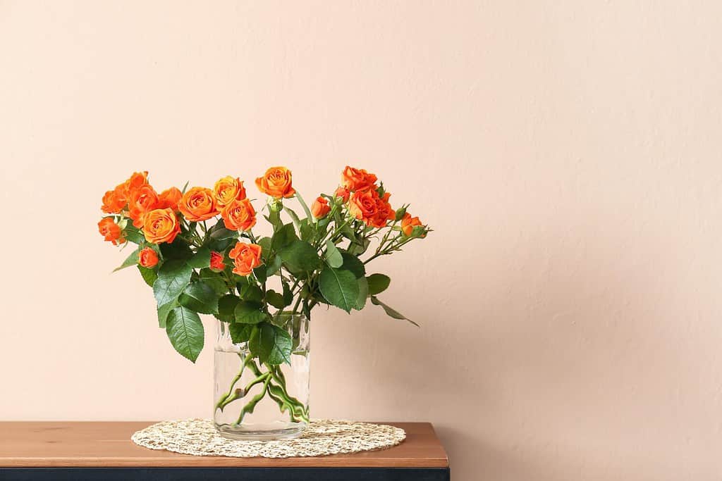Vaso con bellissime rose arancioni sul tavolo contro il muro beige