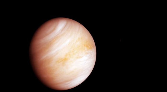 Pianeta Venere isolato su sfondo nero.  Elementi di questa immagine sono stati forniti dalla NASA.  Foto di alta qualità