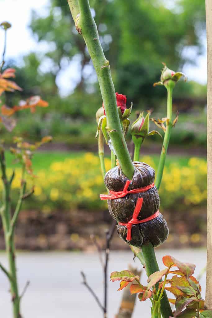 innesto fiore rosa, pianta in thailandia