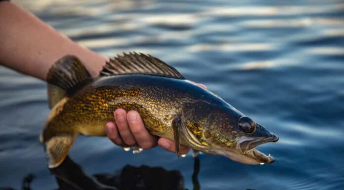 Primo piano del pesce Walleye tenuto sopra l'acqua catturata in Ontario, Canada