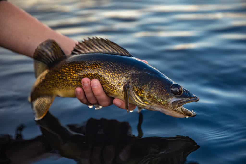 Il primo piano del pesce Walleye si è tenuto sopra l'acqua catturata in Ontario, Canada