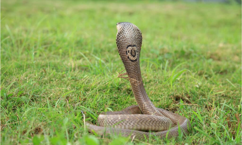 Un cobra monocolo dalla parte posteriore che mostra il monocolo rotondo a forma di monocolo sul retro del cappuccio