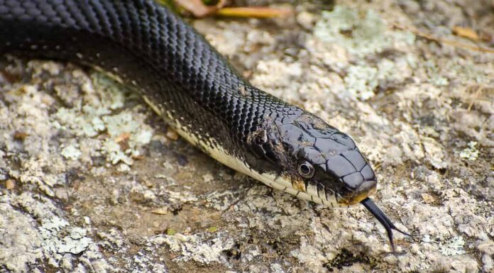 Serpente di ratto nero, bocca animale, lingua animale, fauna selvatica animale, animali allo stato brado