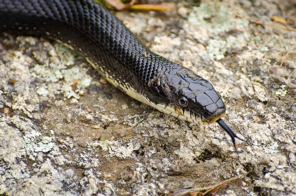 Il serpente corridore nero, Coluber constrictor priapus, una sottospecie del serpente corridore orientale, è un serpente nero piuttosto snello e solido.