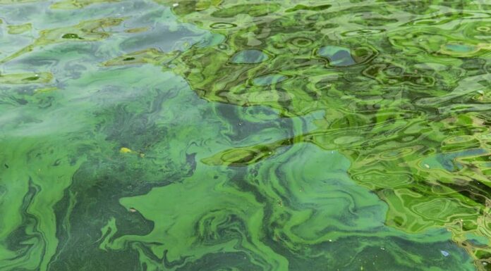 Inquinamento delle acque dovuto alla fioritura delle alghe blu-verdi - I cianobatteri sono un problema ambientale mondiale.  Corpi d'acqua, fiumi e laghi con fioriture algali nocive.  Concetto di ecologia della natura inquinata.