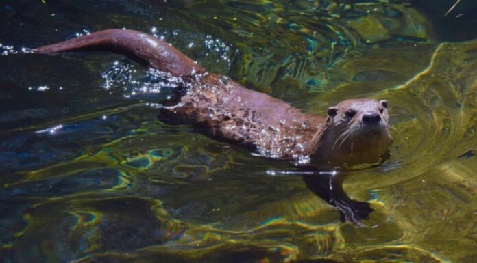 lontra di fiume che nuota nell'acqua