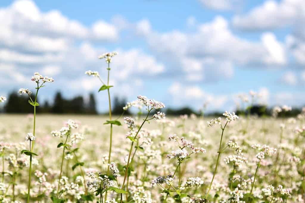 cosa piantare a luglio