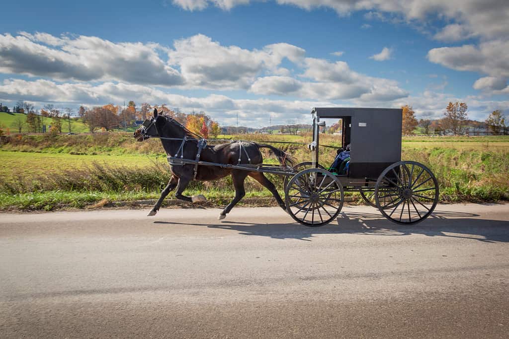 Amish Buggy nella contea di Holmes, Ohio.  Tutti e quattro gli zoccoli del cavallo si sollevano da terra mentre le donne tornano a casa dopo aver fatto la spesa.