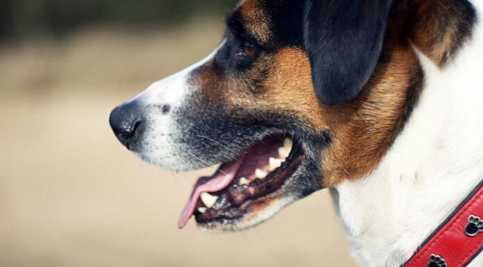 Immagine ravvicinata di un cane con un'etichetta cutanea, una crescita benigna sulla pelle.