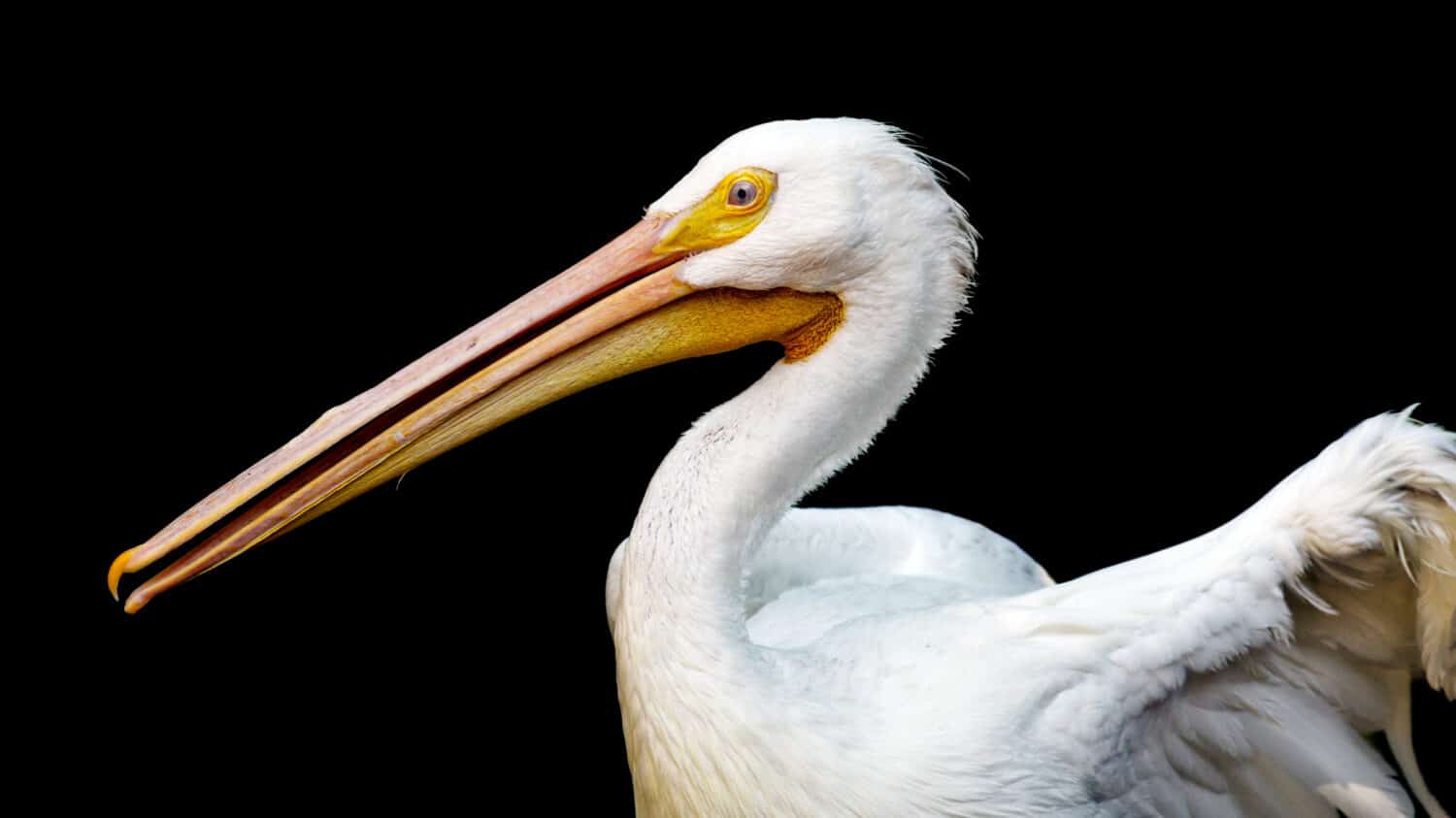 Ritratto di un pellicano bianco americano su sfondo nero