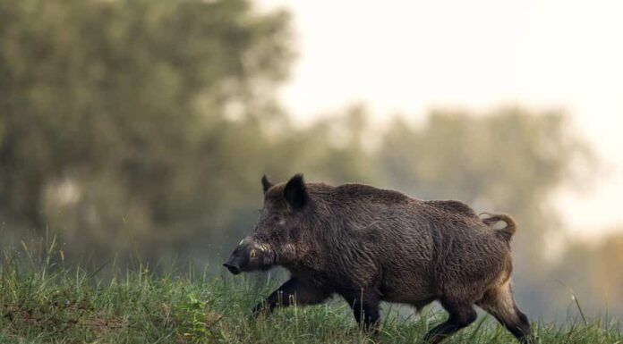 Cinghiale (sus scrofa ferus) passeggiate nella foresta in mattinata nebbiosa.  Fauna selvatica nell'habitat naturale