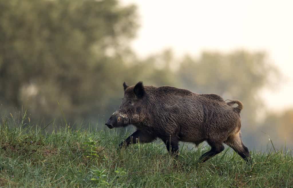 Cinghiale (sus scrofa ferus) passeggiate nella foresta in mattinata nebbiosa.  Fauna selvatica nell'habitat naturale