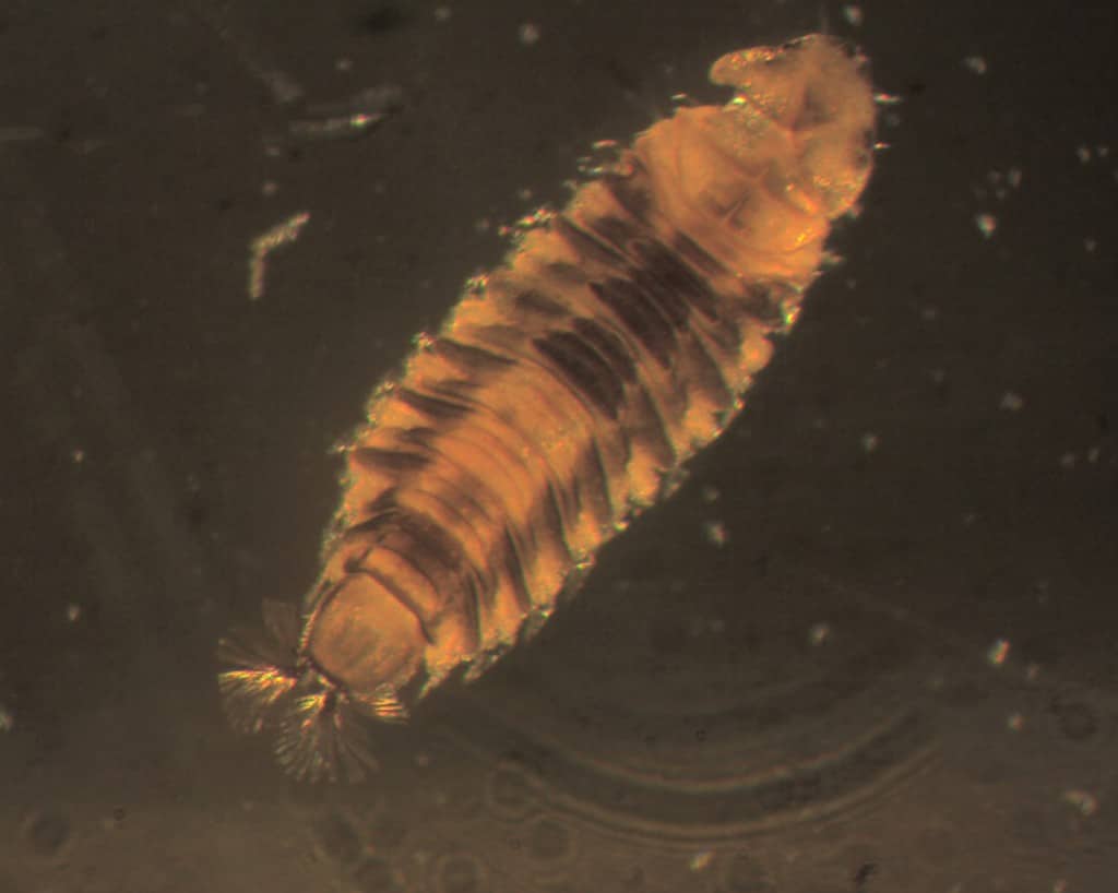 Scolare la larva di mosca