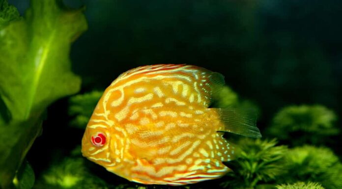 il disco d'oro albino (pesce pompadour) nuota nella vasca dei pesci.  Symphysodon aequifasciatus è un ciclide americano originario del Rio delle Amazzoni, in Sud America, popolare come pesce d'acquario d'acqua dolce.