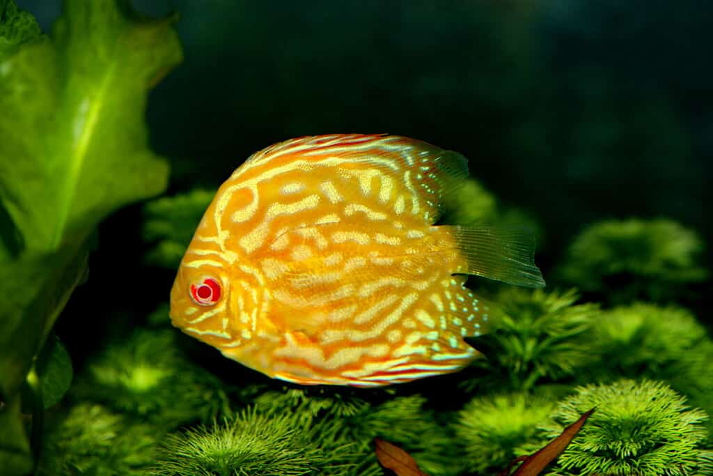 il disco d'oro albino (pesce pompadour) nuota nella vasca dei pesci.  Symphysodon aequifasciatus è un ciclide americano originario del Rio delle Amazzoni, in Sud America, popolare come pesce d'acquario d'acqua dolce.