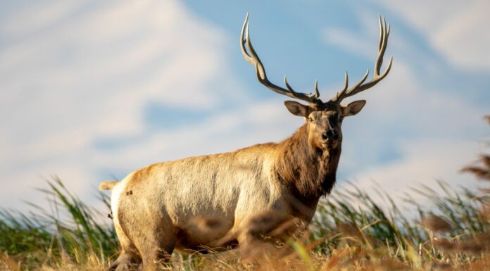 Toro di Tule Elk in piedi nella ventosa palude dell'isola Grizzly della California