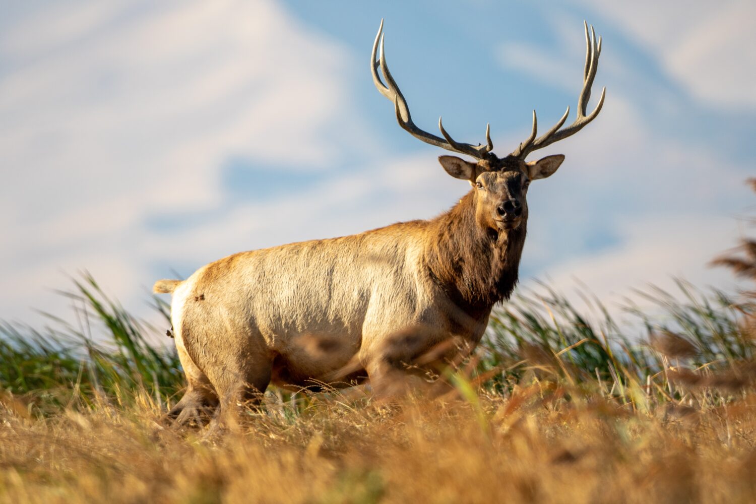 Toro di Tule Elk in piedi nella ventosa palude dell'isola Grizzly della California