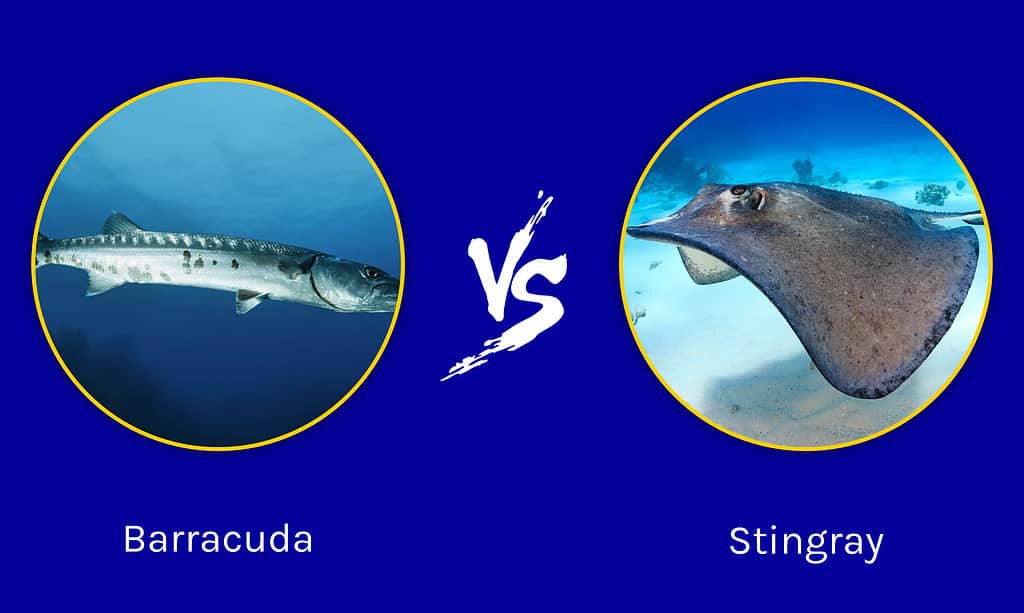 barracuda contro pastinaca