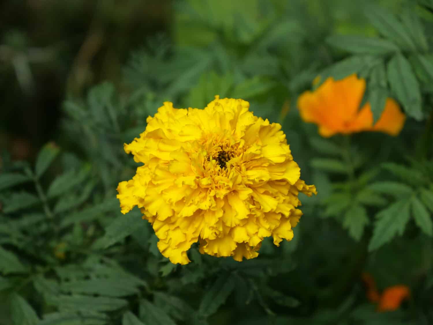 Un fuoco selettivo di bella calendula gialla nel giardino